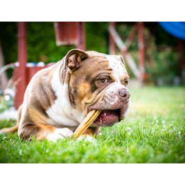 Lais Puzzle - Olde English Bulldogge - 1.000 Teile