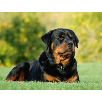 Lais Puzzle - Rottweiler - 1.000 Teile