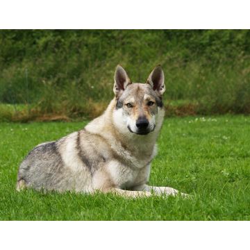 Lais Puzzle - Tschechoslowakischer Wolfhund - 1.000 Teile