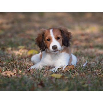 Lais Puzzle - Nederlandse Kooikerhondje - 1.000 Teile
