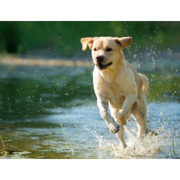 Lais Puzzle - Labrador Retriever - 1.000 Teile