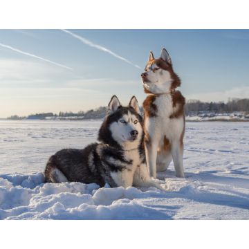 Lais Puzzle - Siberian Husky - 1.000 Teile
