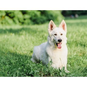 Lais Puzzle - Weißer Schweizer Schäferhund - 1.000 Teile