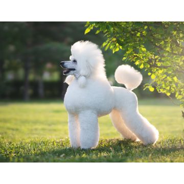Lais Puzzle - Pudel - 1.000 Teile