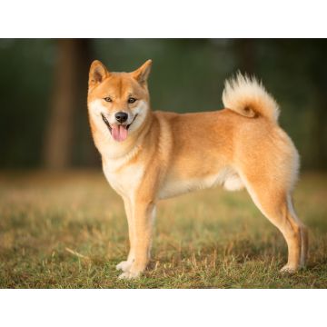 Lais Puzzle - Shiba Inu - 1.000 Teile