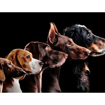 Lais Puzzle - Hunde - 1.000 Teile