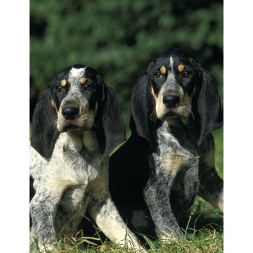 Lais Puzzle - Petit Bleu de Gascogne - 1.000 Teile