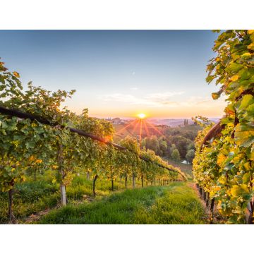 Lais Puzzle - Sonnenaufgang in den Weinbergen in der Steiermark - 1.000 Teile