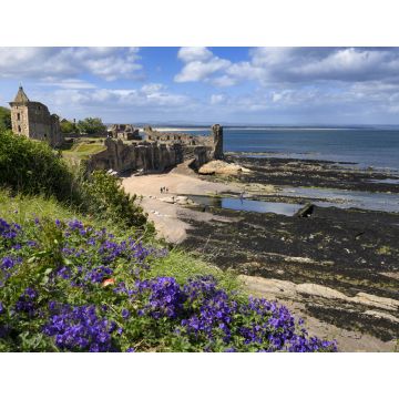 Lais Puzzle - St Andrews Castle Ruinen auf felsigen Nordseeküste mit Blick auf Castle Sands Strand in St Andrews Fife Schottland UK mit lila Geranien - 1.000 Teile