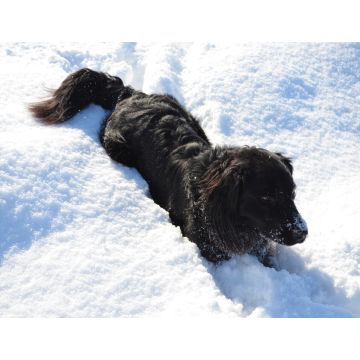 Lais Puzzle - Hund im Schnee - 1.000 Teile