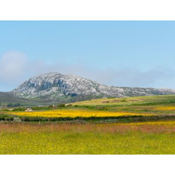 Lais Puzzle - Holyhead Mountain, (der walisische Name ist Mynydd Twr) über den Feldern mit Butterblumen und Wildblumen. In Holyhead Anglesey Nordwales - 1.000 Teile