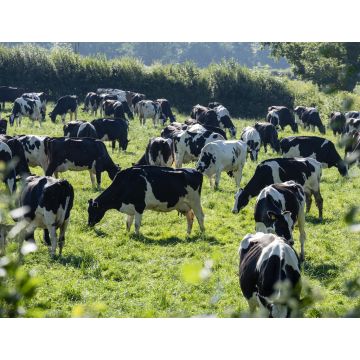 Lais Puzzle - Milchkühe auf einem Feld Carmarthenshire Wales - 1.000 Teile