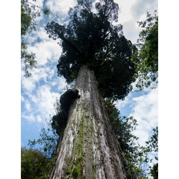 Lais Puzzle - Tausendjährige Lärche im Alerce Andino Nationalpark - 1.000 Teile