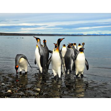 Lais Puzzle - Magellan-Pinguine in Feuerland - 1.000 Teile