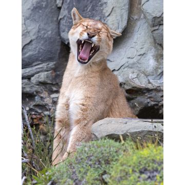 Lais Puzzle - Puma gähnt im Torres del Paine Nationalpark - 1.000 Teile