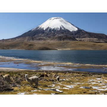 Lais Puzzle - Lama (Lama glama) vor dem Vulkan Parinacota, Höhe 6348 m, Chungar-See, Lauca-Nationalpark, Putre, Parinacota, Region Arica und Parinacota, Chile, Südamerika - 1.000 Teile