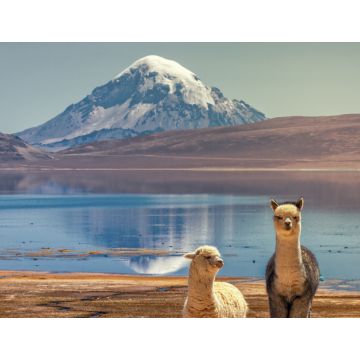 Lais Puzzle - Alpaka (Vicugna pacos), die am Ufer des Chungara-Sees am Fuße des Sajama-Vulkans im Norden Chiles weiden. - 1.000 Teile
