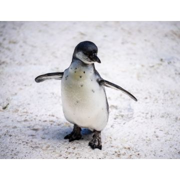 Lais Puzzle - Humboldt-Pinguin alias Spheniscus humboldti ist ein südamerikanischer Pinguin, der hauptsächlich im Nationalreservat Pinguino de Humbold lebt - 1.000 Teile