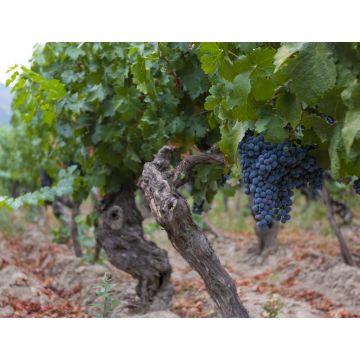 Lais Puzzle - Weinrebe mit roten Weintrauben auf Bauernhöfen in Chile - 1.000 Teile