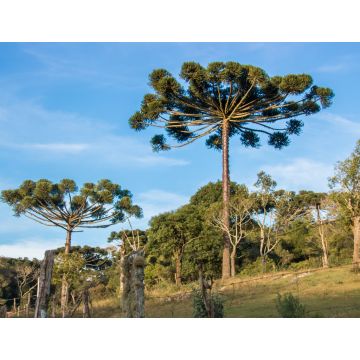 Lais Puzzle - Araucaria-Baum am sonnigen Tag im ländlichen Bereich, Chile - 1.000 Teile