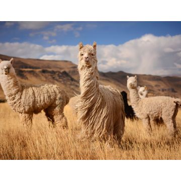 Lais Puzzle - Lamas (Alpaka) in den Anden, Peru - 1.000 Teile
