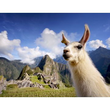 Lais Puzzle - Lama in Machu Picchu, Peru - 1.000 Teile