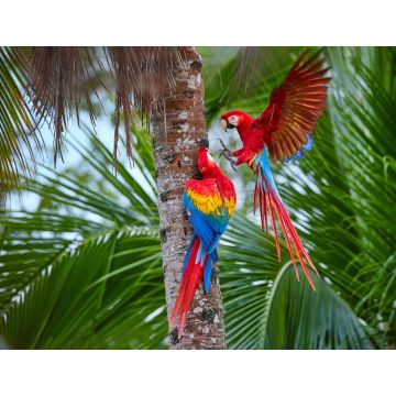 Lais Puzzle - Zwei Ara macao, Scharlachara, Paar große, rot gefärbte, amazonische Papageien in der Nähe des Nistplatzes auf einer Palme, ausgestreckte Flügel, langer roter Schwanz gegen feuchten Wald. Manu-Nationalpark, Peru, Amazonasbecken - 1.000 Teile