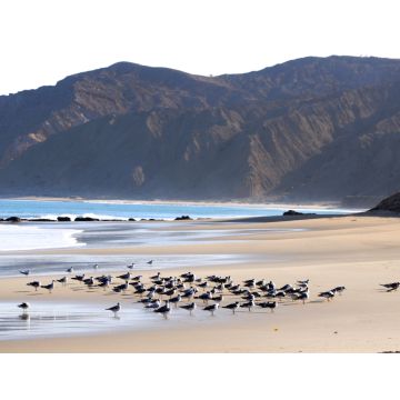 Lais Puzzle - Möwen rasten auf dem Sand am Strand von Cabo Blanco im Norden Perus - 1.000 Teile