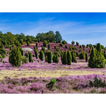 Lais Puzzle - Lüneburger Heide in Deutschland - 1.000 Teile