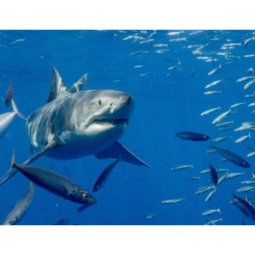 Lais Puzzle - Käfigtauchen mit dem Weissen Hai auf der Isla Guadalupe, Mexiko - 1.000 Teile