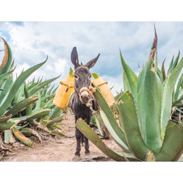 Lais Puzzle - Schöner Esel bei den Maguey-Feldern in Tlaxcala, Mexiko - 1.000 Teile
