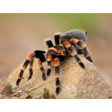 Lais Puzzle - Brachypelma auratum (auch Mexikanisches Flammenknie genannt) ist eine Vogelspinne, die in den Regionen Guerrero und Michoacán in Mexiko endemisch ist - 1.000 Teile