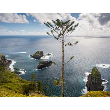 Lais Puzzle - Norfolk Pine an der Küste der Insel Norfolk, Australien - 1.000 Teile
