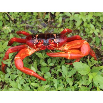 Lais Puzzle - Roter Weihnachtsinselkrebs (Gecarcoidea natalis), Australien - 1.000 Teile