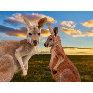 Lais Puzzle - Kängurus im Outback im Sonnenuntergang, Australien - 1.000 Teile