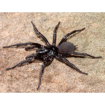 Lais Puzzle - Sydney Trichternetzspinne, Australien - 1.000 Teile