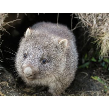 Lais Puzzle - Ein Wombat (Vombatus ursinus)-Baby (Joey), das aus seinem Bau im Grasland kommt - Cradle Mountain, Tasmanien Australien - 1.000 Teile