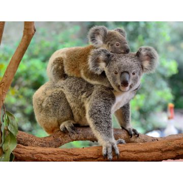 Lais Puzzle - Koala mit Baby auf dem Rücken - 1.000 Teile