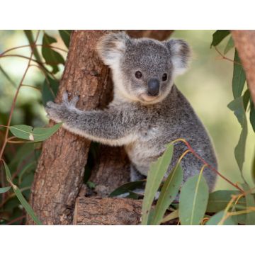 Lais Puzzle - Koala Joey umarmt einen Baumast - 1.000 Teile