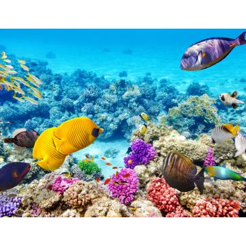 Lais Puzzle - Unterwasserwelt mit Korallen und tropischen Fischen, Queensland, Australien - 1.000 Teile
