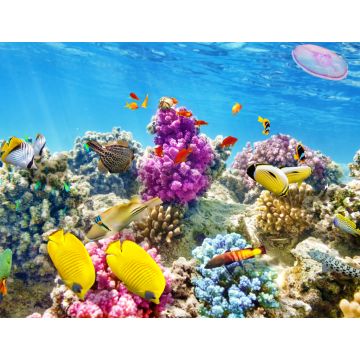 Lais Puzzle - Unterwasserwelt mit Korallen und tropischen Fischen, Queensland, Australien - 1.000 Teile