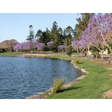 Lais Puzzle - Blühende Jacarandas säumen im Frühling die Seen an der University of Queensland, Australien - 1.000 Teile