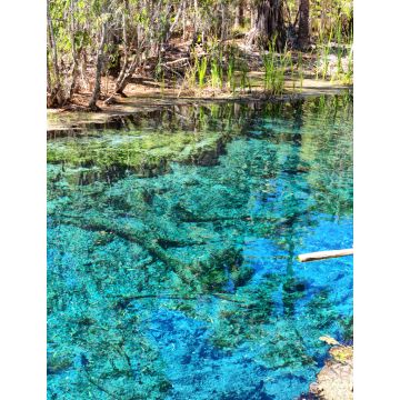 Lais Puzzle - Palmen am Mataranka River in Australien haben eine natürliche Schönheit mit schönem blauen Wasser, im Northern Territory, Australien - 1.000 Teile