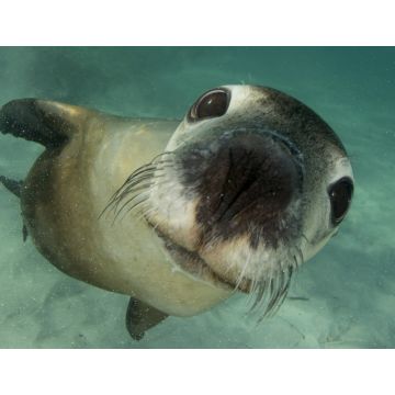 Lais Puzzle - Australischer Seelöwe Unterwasser-Porträtfoto - 1.000 Teile