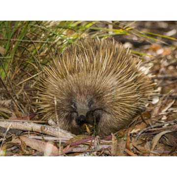 Lais Puzzle - Kangaroo Island, Südaustralien: Ameisenigel auf Nahrungssuche im australischen Busch - 1.000 Teile