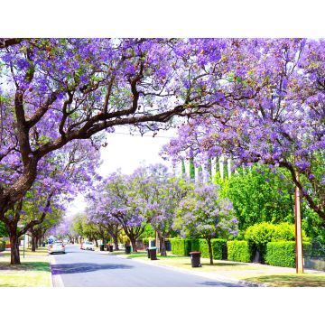 Lais Puzzle - Schöne lila Blume Jacaranda Baum gesäumten Straße in voller Blüte. Aufgenommen in Allinga Street, Glenside, Adelaide, South Australia - 1.000 Teile