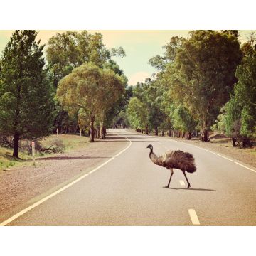 Lais Puzzle - Emu beim Überqueren der Straße im Flinders Ranges National Park, Australien - 1.000 Teile