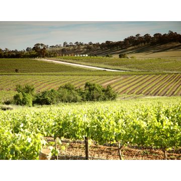 Lais Puzzle - Weingut Weinberge mit Reihen von konturierten Reben und Trauben, im Clare Valley, Südaustralien - 1.000 Teile