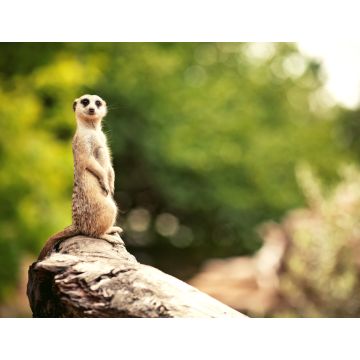 Lais Puzzle - Erdmännchen, Zoo Adelaide, Australien - 1.000 Teile