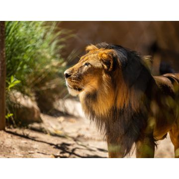 Lais Puzzle - Löwe im Zoo Adelaide, Australien - 1.000 Teile